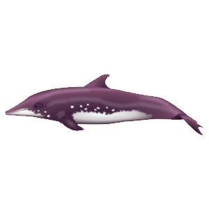 Purple Rough Tooth Dolphin